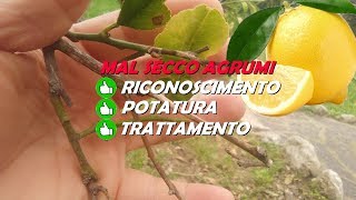 POTATURA MAL SECCO AGRUMI E TRATTAMENTI BASE DI RAME [upl. by Judas378]