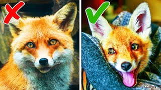 10 Animali Esotici Che Si Possono Tenere In Casa [upl. by Arual]