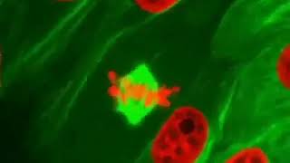 Fluorescent microscopy showing cells in mitosis [upl. by Leyla518]