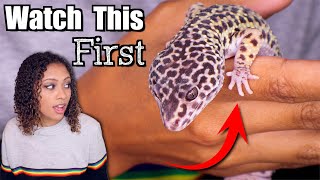 Leopard Gecko Tips For Beginners [upl. by Ibrek]