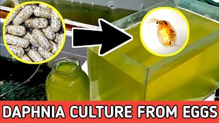 HOW TO HATCH DAPHNIA EGGS  HOW TO CULTURE DAPHNIA [upl. by Anaul279]