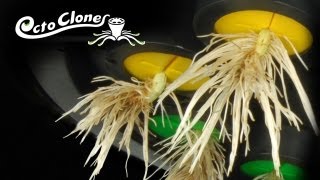 How To Clone Plants Easily And Quickly  The OctoCloner  Cloning 101 [upl. by Jp]