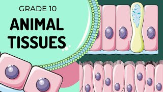 Animal Tissues [upl. by Naerda874]