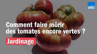 JARDINAGE  Comment faire mûrir des tomates encore vertes [upl. by Naehgem]