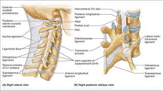 Major Ligaments of the Cervical Spine [upl. by Urion]