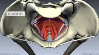 Pelvic Floor Part 1  The Pelvic Diaphragm  3D Anatomy Tutorial [upl. by Mischa]