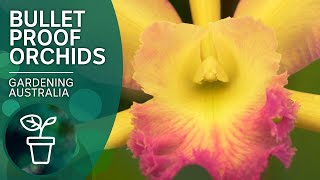 Top tips for orchid success  Indoor plants  Gardening Australia [upl. by Nairim]