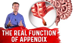 The REAL Function of Appendix – Dr Berg [upl. by Allesiram113]