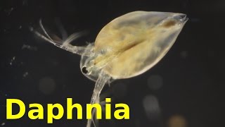 Daphnia [upl. by Capone]