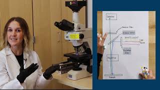 Fluorescence Microscopy [upl. by Anatnahs689]