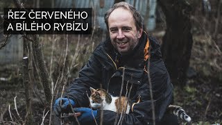 Řez červeného a bílého rybízu [upl. by Enyrehtac46]