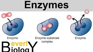 Enzymes and Catalysts [upl. by Ingamar793]