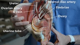 Female reproductive system  internal organs part 1 [upl. by Ontine]