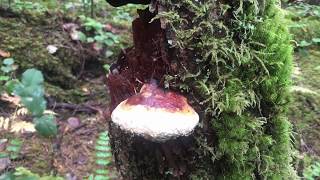 Paul With The RedBelted Polypore [upl. by Michele]