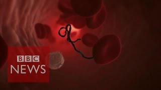 How does Ebola attack human cells BBC News [upl. by Sheffie900]