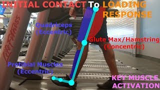 THE PHASES OF WALKING GAIT CYCLE BREAKDOWN [upl. by Nanfa557]