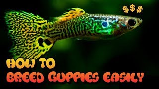 HOW TO BREED GUPPIES 3 EASY WAYS [upl. by Weinberg291]