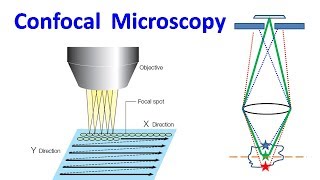 Confocal Microscopy [upl. by Lorrie]