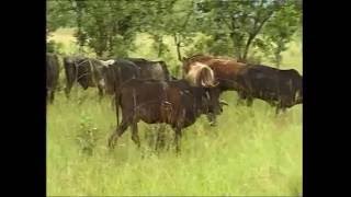 Tick borne diseases of cattle [upl. by Yvad912]