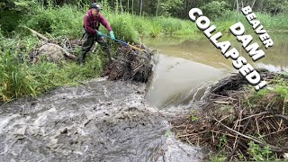 Beaver Dam COLLAPSED During Manual Removal [upl. by Brandais699]