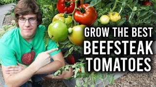 How to Grow Beefsteak Tomatoes [upl. by Adalard]