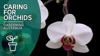 How to keep orchids flowering [upl. by Drud]