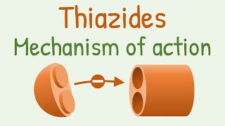 Thiazides mechanism of action [upl. by Akinad]