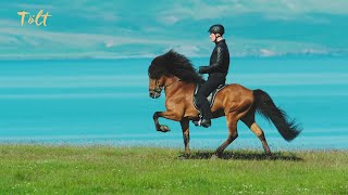 5 gaits of the Icelandic horse [upl. by Sachi]