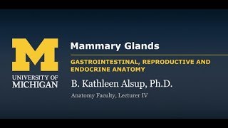 Reproductive System Mammary Glands [upl. by Hagood]