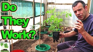 How To Grow Awesome Tomatoes Using Tomato Halos [upl. by Cliff]