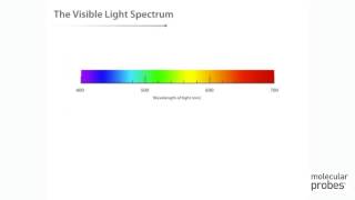 Molecular Probes Tutorial Series—Introduction to Fluorescence [upl. by Aloap]