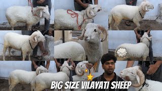 Vilayati Sheep Available  5 Piece  Big Size  Hyderabadquot [upl. by Reisman]