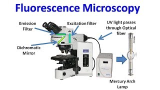 Fluorescence Microscopy [upl. by Nordin]