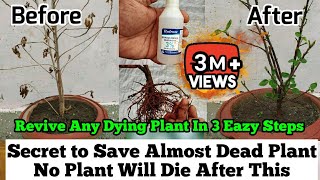 How To Revive Any Dying Plant in 3 Eazy Steps  Root Rot Treatment  Plants Issues And Solutions [upl. by Drusilla167]