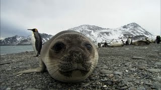 Friendliest seals ever  Antarctica Ep2 [upl. by Sherrill]