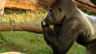 Feeding the Animals at the Smithsonians National Zoo [upl. by Ayiotal]