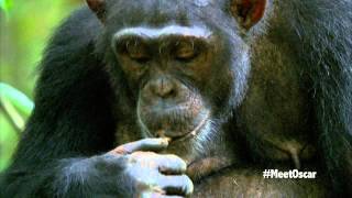 Chimpanzee  Oscars Chimp Diaries Part 4  HD [upl. by Ayanet]