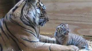 Tiger Cub Day 30  Grooming by Mom [upl. by Ariik]