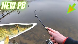 Pickerel Fishing in SHALLOW WATER  How to catch Pickerel on the Chesapeake Bay [upl. by Hardigg]