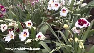 OrchidWeb  Miltoniopsis hybrids [upl. by Gilbart]