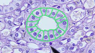 Epithelial Tissue Identification Video [upl. by Sillyrama992]