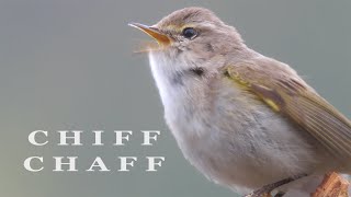 CHIFFCHAFF bird singing birds sounds [upl. by Ramsdell]