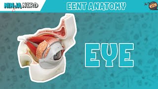 Special Senses  Eye Anatomy with Extraocular Muscles  Model [upl. by Eecal]