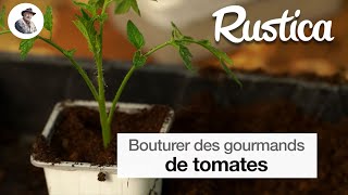 Bouturer les gourmands de tomate [upl. by Treblah]