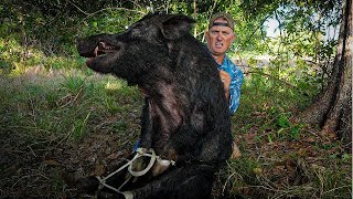 Trapping GIGANTIC wild Boar Using Broken HomeMade Trap [upl. by Anilemrac]