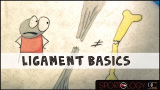 Ligament Basics  Science Explained [upl. by Aeriel409]