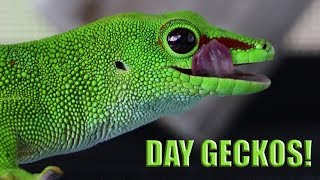 Awesome Day Geckos  Hobby Breeders [upl. by Eiramik]