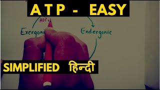 What is ATP  adenosine triphosphate amp atp cycle  Hindi [upl. by Kcirddehs]