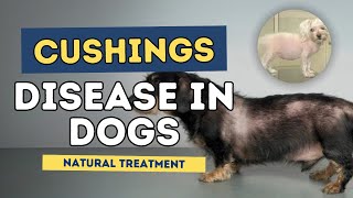 Cushings Disease in Dogs Natural Treatment [upl. by Imiaj]