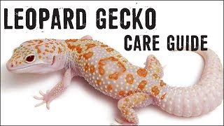 LEOPARD GECKOS Care Guide for Beginners [upl. by Aniham698]